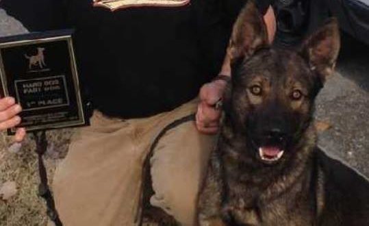 Stabbed Crossville Police K9 Has Died