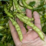 Some of the seeds available at the seed swap on Saturday will be various types of corn, tomatoes, cucumbers, green beans and okra. (Photo: TN Tech Public Relations)