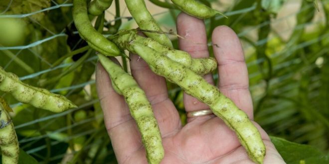 Seed Swap Set for Saturday at TTU Oakley Farm