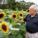 Michael Best, a professor of agricultural economics and director of the Sustainable Mountain Ag Center, looks over some of the sunflowers being grown at the Oakley Farm. (Photo: TN Tech Public Relations)