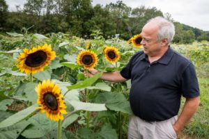 Michael Best, a professor of agricultural economics and director of the Sustainable Mountain Ag Center, looks over some of the sunflowers being grown at the Oakley Farm. (Photo: TN Tech Public Relations)