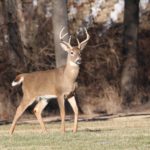 The TWRA reports a decrease in gun, archery, and muzzleloader harvests during deer season this year (Stock Photo)