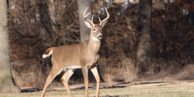 TWRA Reports Decreases in Hunting Numbers This Season