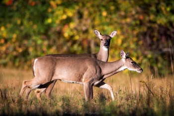 TWRA Stresses Safety for Gun Deer Hunting Season