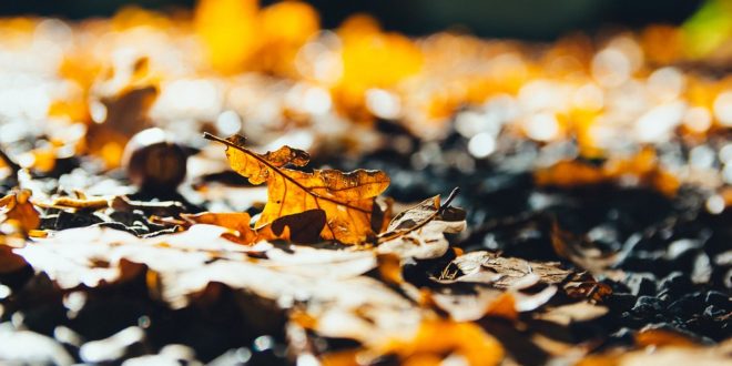 Fallen Leaves Provide More Benefits to Homeowners