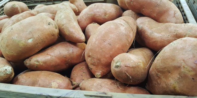 Sweet Potatoes Remain a Staple Holiday Food