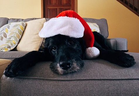 Shelter Advises Against Surprise Christmas Pets