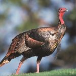 Tennessee's spring turkey season opens Saturday, March 30 (Stock Photo)