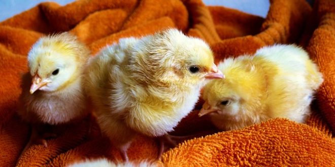 Easter Chicks, Ducklings Lead to More Responsibility