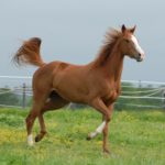 Tennessee officials are warning of a potentially-fatal horse disease known as equine infectious anemia (EIA) that has affected at least four horses this year (Stock Photo)
