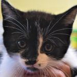 The Cookeville-Putnam County Animal Shelter has opened a kitten foster program to allow kittens to grow before being adopted (Photo: Cookeville-Putnam County Animal Shelter)