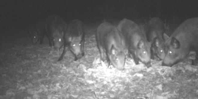Feral Boars Concern Upper Cumberland Agriculture